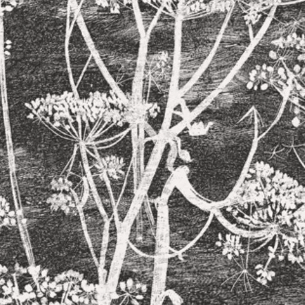 Cow Parsley Flower Wallpaper Wallpaper Lee Jofa Black/White 